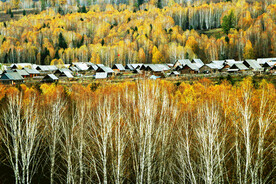 新疆喀纳斯风光