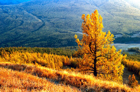 新疆喀纳斯风光