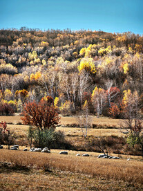 新疆喀纳斯风光