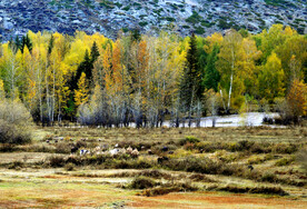 新疆喀纳斯风光