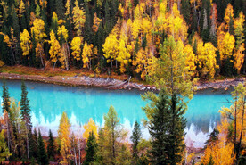 新疆喀纳斯风光