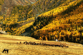 新疆喀纳斯风光