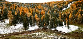 新疆喀纳斯风光