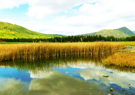 新疆喀纳斯风光