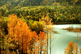 新疆喀纳斯风光