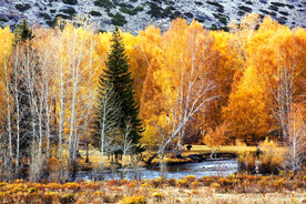 新疆喀纳斯风光