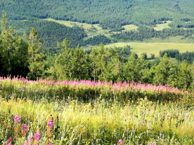 新疆喀纳斯风光