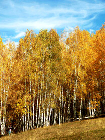 新疆喀纳斯风光