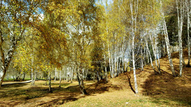 新疆喀纳斯风光