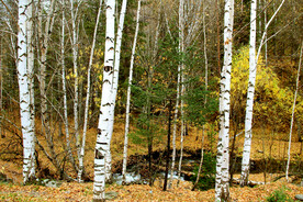 新疆喀纳斯风光