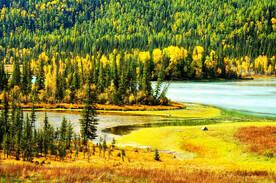 新疆喀纳斯风光