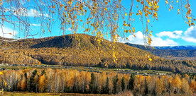 新疆喀纳斯风光