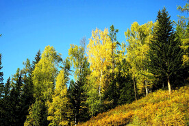 新疆喀纳斯风光