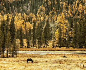 新疆喀纳斯风光