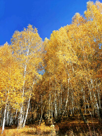 新疆喀纳斯风光