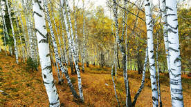 新疆喀纳斯风光