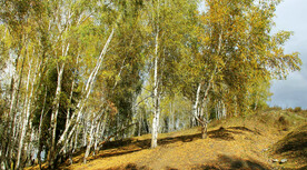 新疆喀纳斯风光