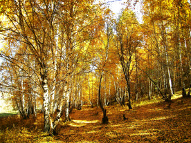 新疆喀纳斯风光