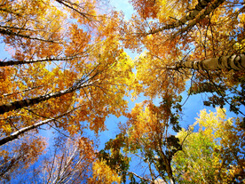 新疆喀纳斯风光