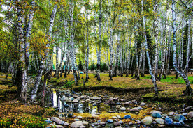 新疆喀纳斯风光