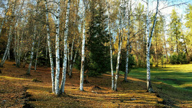 新疆喀纳斯风光