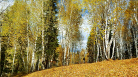 新疆喀纳斯风光