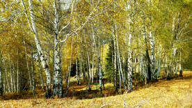 新疆喀纳斯风光