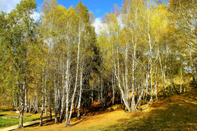 新疆喀纳斯风光