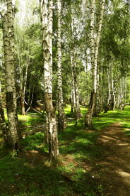 新疆喀纳斯风光