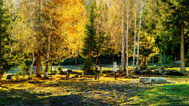 新疆喀纳斯风光