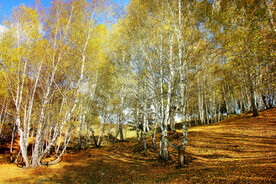 新疆喀纳斯风光