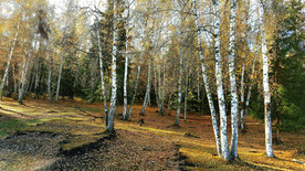 新疆喀纳斯风光