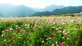 乌鲁木齐南山花海