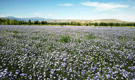 乌鲁木齐南山花海