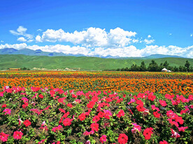 乌鲁木齐南山花海