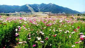 乌鲁木齐南山花海