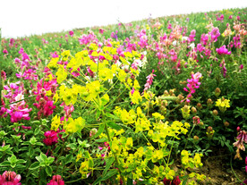 乌鲁木齐南山花海