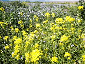 乌鲁木齐南山花海