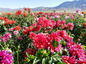 乌鲁木齐南山花海