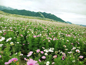 乌鲁木齐南山花海