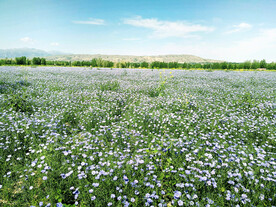 乌鲁木齐南山花海