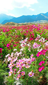 乌鲁木齐南山花海