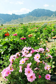 乌鲁木齐南山花海