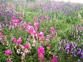 乌鲁木齐南山花海