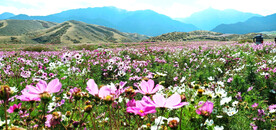 乌鲁木齐南山花海