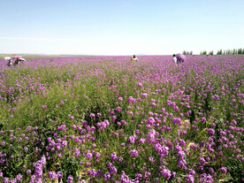 乌鲁木齐南山花海