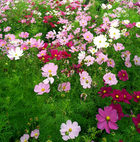 乌鲁木齐南山花海