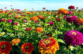 乌鲁木齐南山花海