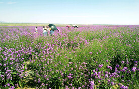 乌鲁木齐南山花海