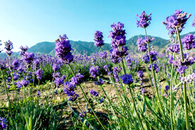乌鲁木齐南山花海